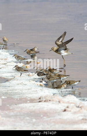 Kaspische ; Plevier Caspian Plover Charadrius asiaticus ; Banque D'Images