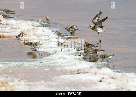 Kaspische ; Plevier Caspian Plover Charadrius asiaticus ; Banque D'Images