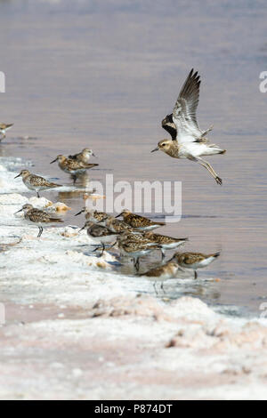 Kaspische ; Plevier Caspian Plover Charadrius asiaticus ; Banque D'Images