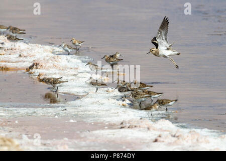 Kaspische ; Plevier Caspian Plover Charadrius asiaticus ; Banque D'Images