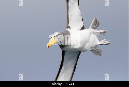 Albatros des Chatham (Thalassarche eremita) en vol près de son lieu de reproduction, seulement la pyramide, un rocher pile dans les îles Chatham, en Nouvelle-Zélande. Banque D'Images