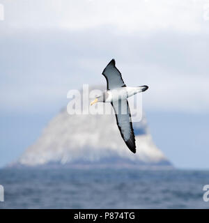 Albatros des Chatham (Thalassarche eremita) en vol près de son lieu de reproduction, seulement la pyramide, un rocher pile dans les îles Chatham, en Nouvelle-Zélande. Banque D'Images