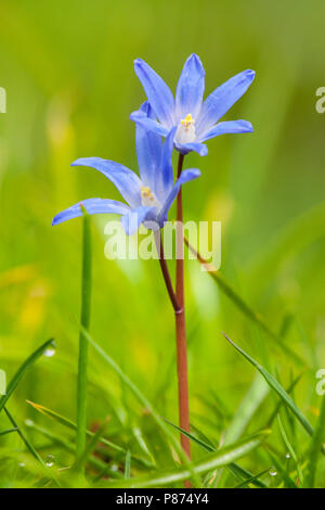 Moindre gloire de la neige, Chionodoxa sardensi Banque D'Images