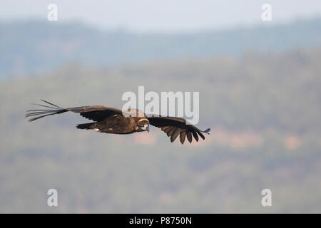 Cinereous Vulture - Mönchsgeier - Arctia monachus, Espagne, immature Banque D'Images