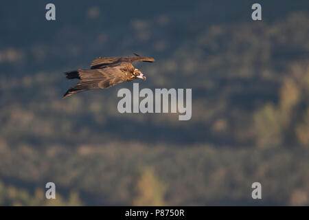 Cinereous Vulture - Mönchsgeier - Arctia monachus, Espagne, immature Banque D'Images