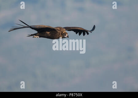 Cinereous Vulture - Mönchsgeier - Arctia monachus, Espagne, immature Banque D'Images