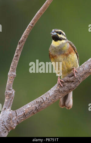 Cirl Bunting (Emberiza cirlus) mâle perché dans un buisson. Banque D'Images