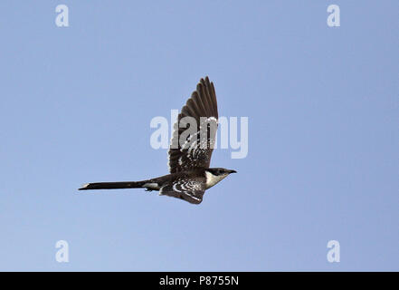 Great Spotted Cuckoo (Clamator glandarius), une couvée parasite qui pond ses oeufs dans les nids de corvidés, en particulier l'Huîtrier pie. Banque D'Images