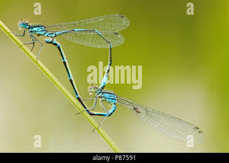 Variable waterjuffers parend,Coenagrion pulchellum accouplement paire Banque D'Images