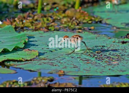 Australische Jacana Jacana à crête, peigne, Irediparra gallinacea Banque D'Images