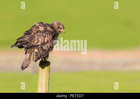 Buizerd zittend op paal dans weiland Nederland, Buse variable perché au pole dans les Pays-Bas Banque D'Images