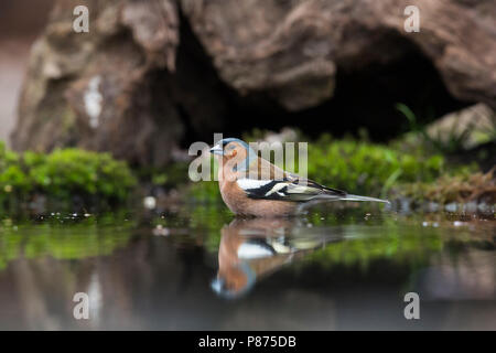 Mannetje Vink dans waterpoel adultes mâles adultes, en waterpool Chaffinch Banque D'Images