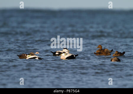 - Eider à duvet Somateria mollissima - Eiderente ssp. mollissima, Allemagne Banque D'Images