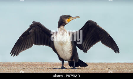 Grand Cormoran commun - 41059 - Phalacrocorax carbo sinensis ssp., Allemagne, 1er cy Banque D'Images