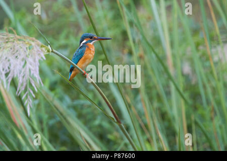 Kingfisher commun - Optimize - Alcedo atthis atthis, Oman, adulte, femme Banque D'Images