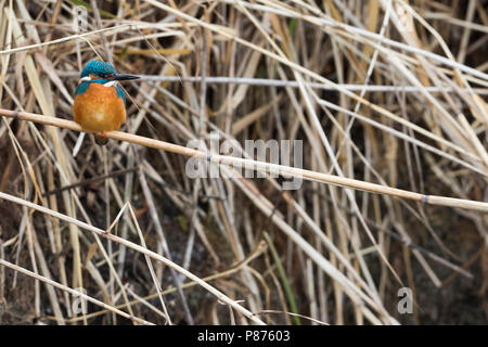 Kingfisher commun - Optimize - Alcedo atthis ssp. atthis, mâle adulte Banque D'Images