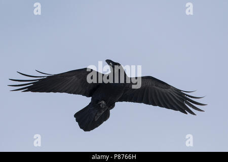 Grand corbeau - Corvus corax - Kolkrabe ssp. corax, Suisse Banque D'Images