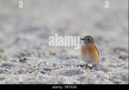 Paruline flamboyante - commun Gartenrotschwanz - Phoenicurus phoenicurus phoenicurus ssp., l'Allemagne, l'homme adulte Banque D'Images