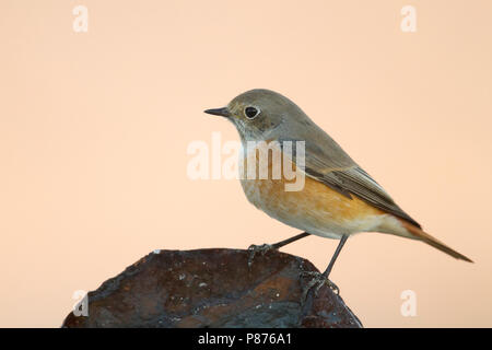 Paruline flamboyante - commun Gartenrotschwanz - Phoenicurus phoenicurus phoenicurus ssp., l'Allemagne, l'homme adulte Banque D'Images