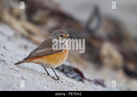 Paruline flamboyante - commun Gartenrotschwanz - Phoenicurus phoenicurus phoenicurus ssp., Allemagne, homme Banque D'Images