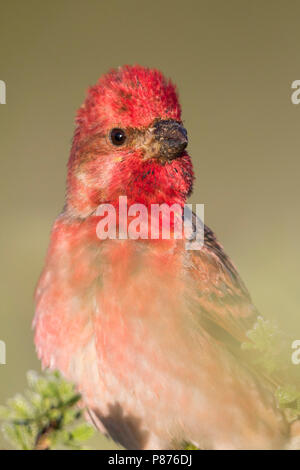 Common Rosefinch - Karmingimpel - Carpodacus erythrinus ssp. ferghanensis, du Kirghizistan, de l'homme adulte Banque D'Images