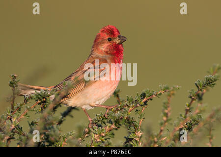 Common Rosefinch - Karmingimpel - Carpodacus erythrinus ssp. ferghanensis, du Kirghizistan, de l'homme adulte Banque D'Images