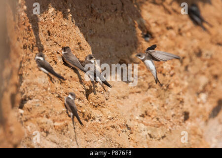 Sand Martin Uferschwalbe commun - - Riparia riparia riparia ssp., Allemagne, des profils Banque D'Images