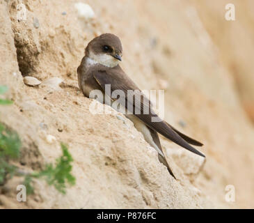 Sand Martin Uferschwalbe commun - - Riparia riparia riparia ssp., Allemagne, des profils Banque D'Images