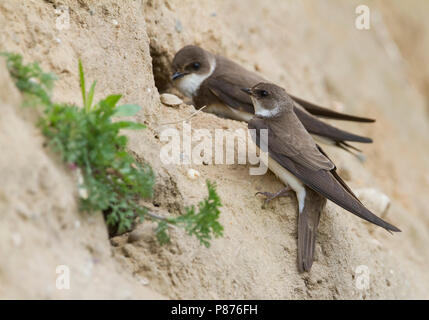 Sand Martin Uferschwalbe commun - - Riparia riparia riparia ssp., Allemagne, des profils Banque D'Images