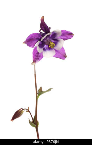 Aquilegia violet fleur et feuillage isolés contre white Banque D'Images