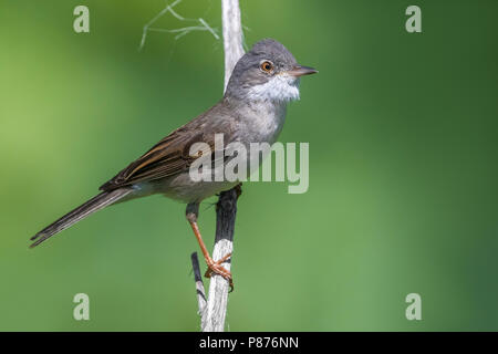 Grasmus rubicola ssp ; la Fauvette grisette Sylvia communis rubicola ; Banque D'Images