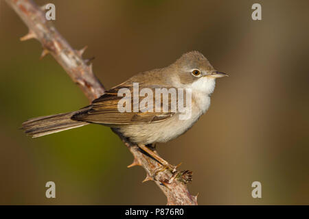 La Fauvette grisette Sylvia communis - Dorngrasmücke - ssp. communis, Allemagne Banque D'Images