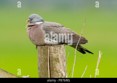 Houtduif commun, Pigeon ramier, Columba palumbus Banque D'Images