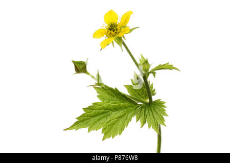 Geum urbanum Bennett, herbe, fleurs et feuillages isolés contre white Banque D'Images