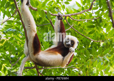 Coquerel's Sifaka (Propithecus coquereli) pendent et manger des aliments. Banque D'Images