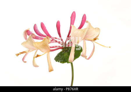 Honeysuckle fleur et feuille isolés contre white Banque D'Images