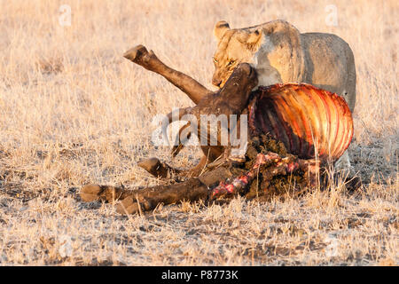 Lion (Panthera leo) déménagement femelle Buffle africain (Syncerus caffer) carcasse au Parc National Kruger en été Banque D'Images