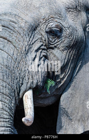 L'éléphant africain (Loxodonta africana) nourriture au Parc National Kruger en été Banque D'Images