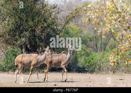 Grand Koudou (Tragelaphus strepsiceros) couple walking à Kruger National Park en été Banque D'Images