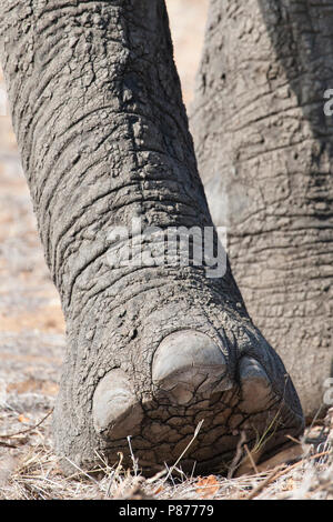 L'éléphant africain (Loxodonta africana) Patte en étroite jusqu'à Kruger National Park Banque D'Images