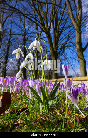 Sneeuwklokje, Commun Snowdrop, Galanthus nivalis Banque D'Images