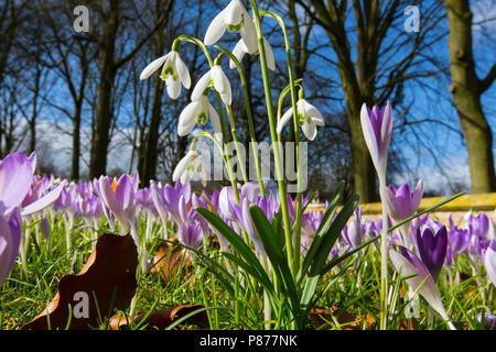 Sneeuwklokje, Commun Snowdrop, Galanthus nivalis Banque D'Images