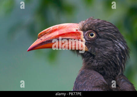 Calao couronné d'Afrique (Lophoceros alboterminatus) portrait Banque D'Images