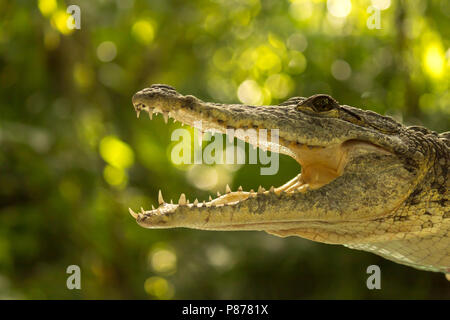 Gros plan de la tête de crocodile. Ces reptiles sont sauvés des propriétaires d'animaux illégaux au Mexique. Leurs puissantes mâchoires et dents renouvelables sont de magnifiques exemples o Banque D'Images