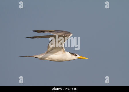 Plus de Crested Tern - Eilseeschwalbe - Thalasseus bergii velox, Oman, adulte Banque D'Images