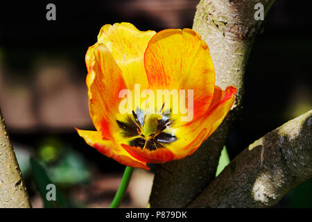 Libre d'orange tulip en fleurs sur la nature de fond foncé Banque D'Images