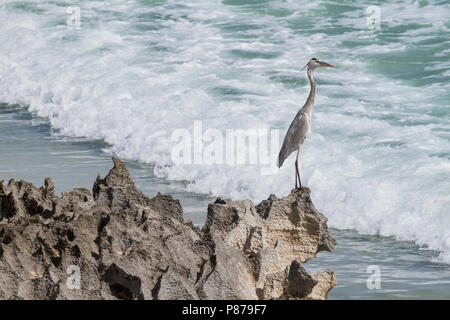 Héron cendré - Ardea cinerea - Graureiher ssp. cinerea, Oman, adulte perché sur un rocher sur la plage. Banque D'Images