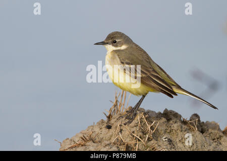 Bergeronnette printanière-gris - Nordische Schafstelze - Motacilla flava ssp. thunbergi, Chypre, adulte de sexe féminin Banque D'Images