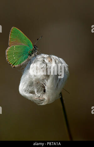 Groentje / Porte-queue vert (Callophrys rubi) Banque D'Images