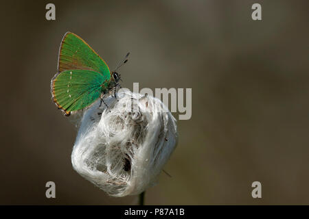 Groentje / Porte-queue vert (Callophrys rubi) Banque D'Images